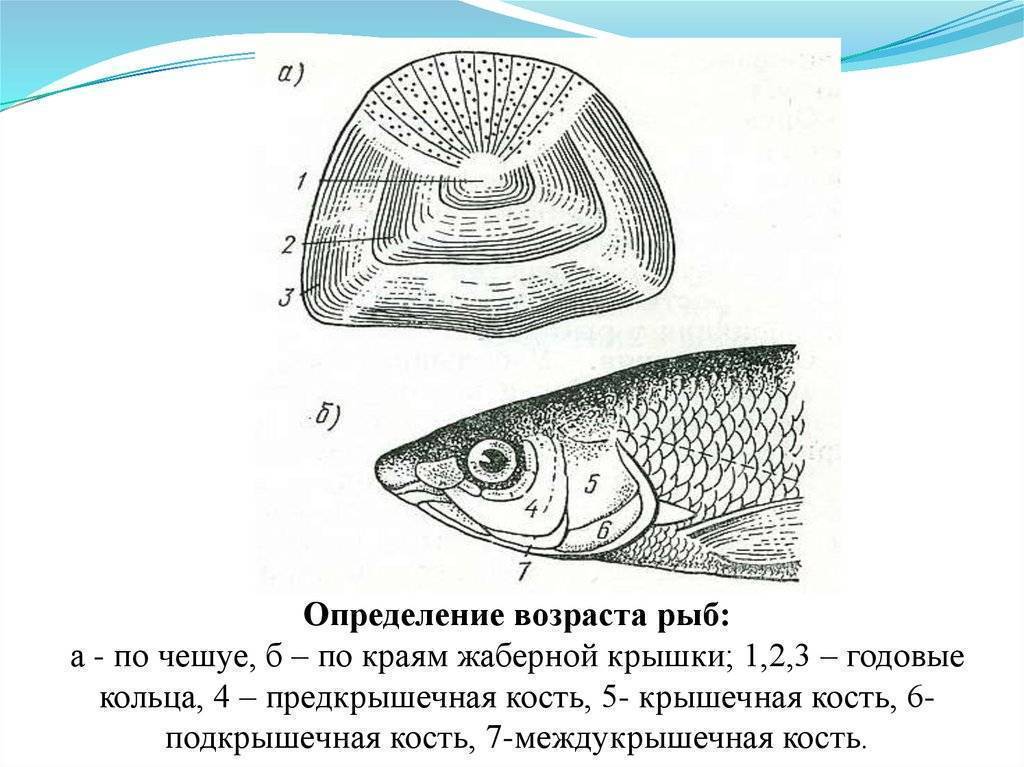 Как определить возраст рыбы