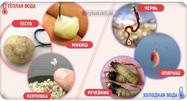 Насадки и наживки для ловли на поплавок