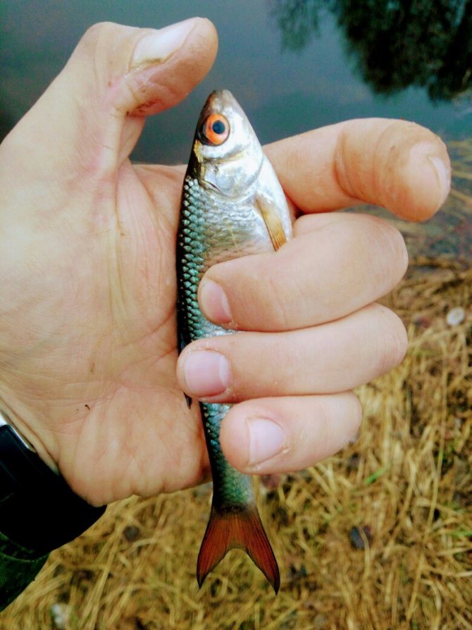 Ни хвоста, ни чешуи! Еженедельный отчёт с кировских водоёмов