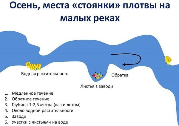 Плотва осенняя, ее повадки и ловля в сентябре, октябре и ноябре