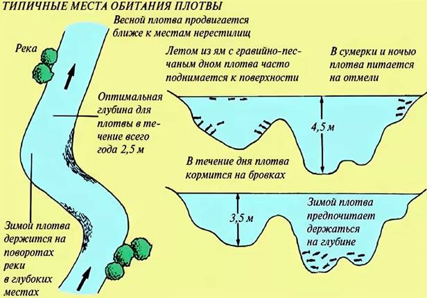 Плотва осенняя, ее повадки и ловля в сентябре, октябре и ноябре