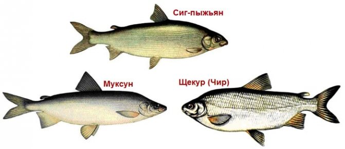 Щекур и муксун