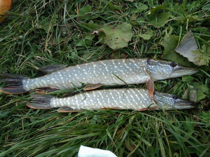 Время щуки и налима. Еженедельный отчёт с кировских водоёмов